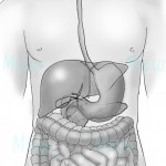 body4
