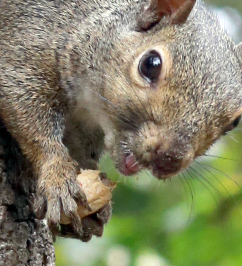 squirrel1